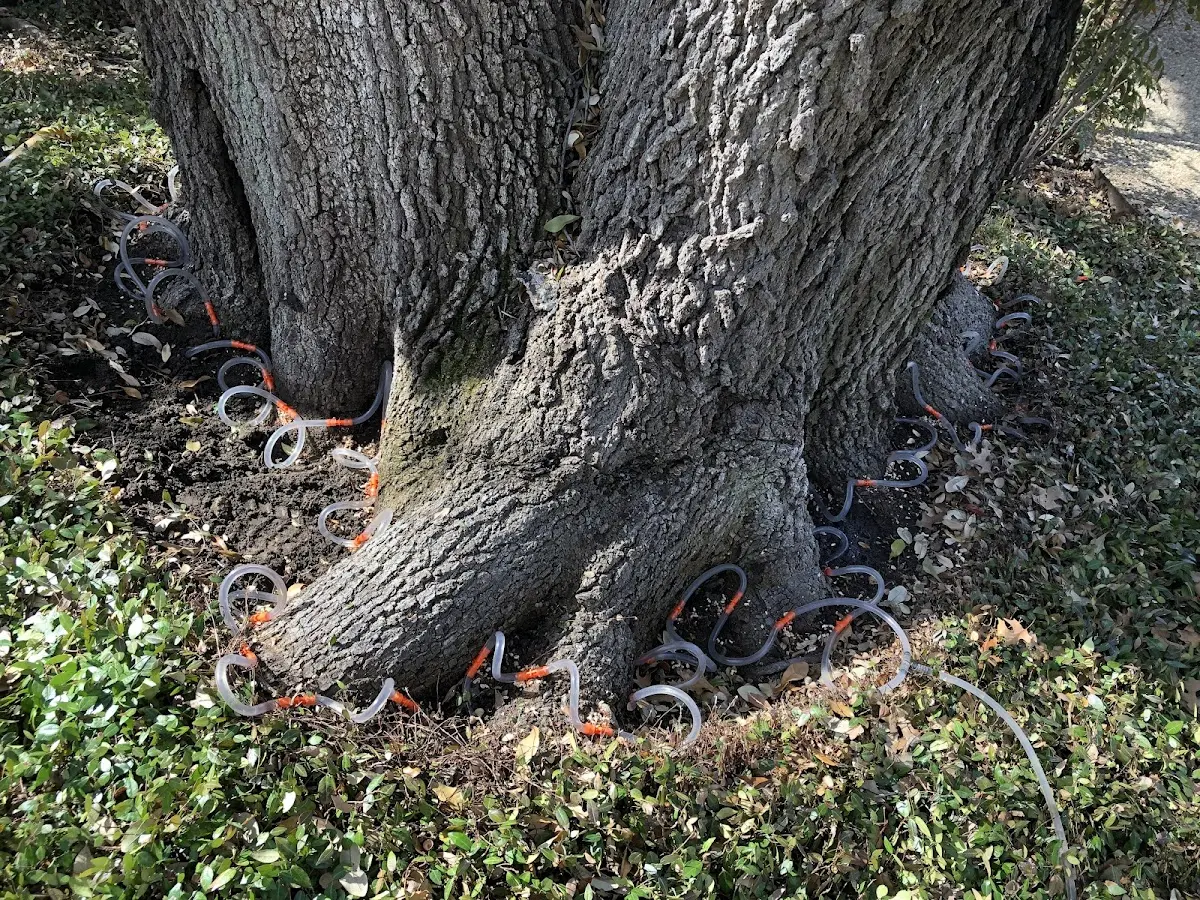Detailed Shrub and Hedge Trimming job site in Leasburg
